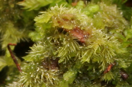 Blepharostoma trichophyllum var. trichophyllum